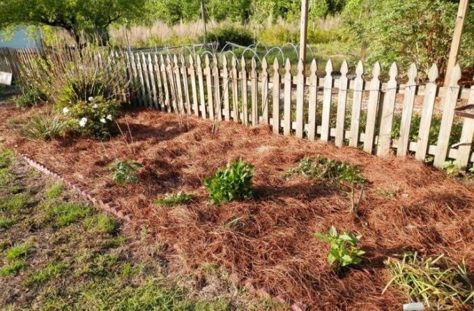 Usitnjavanje kreveta borovim iglicama | Vrtlarstvo & Hortikultura