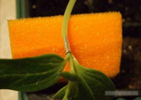 Zašto lubenica lagenariya: cijepljenje povrća
