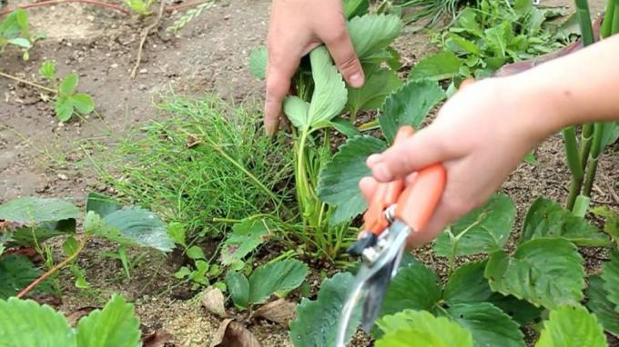 Oštri jake orezne makaze - nezamjenjiva stvar u arsenalu vrtlar (zelenj.ru)