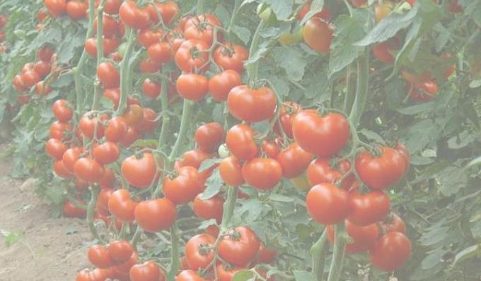 Bogat urod rajčice. Fotografija s interneta