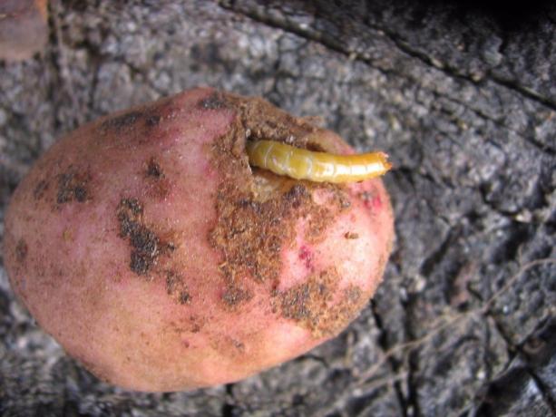 Krumpir - omiljeno korijen klisnjaka