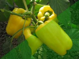 10 tajne uzgoja paprike u vrtu