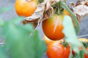 Jasle uzgajivač zašto rajčice praska i što učiniti