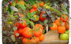 5 najproduktivnije sorte rajčice