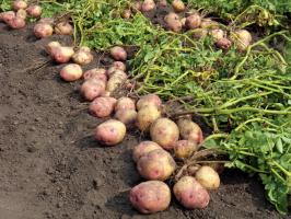 U borbi za velike i ukusne krumpira: njegu i hranjenje potonji u kolovozu