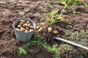 Iskopao krumpir - moramo obrađivati ​​zemlju