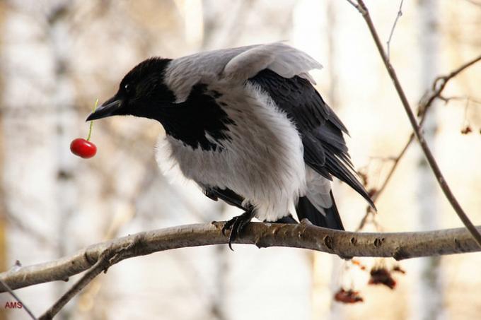 Vrane i svrake su vrlo nalik jesti bobice. Ilustracije za članak preuzet s interneta