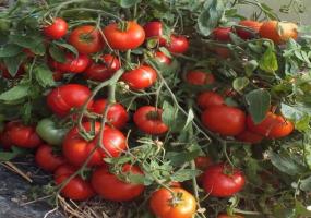 Jedinstvena rajčica sorte - mongolski patuljak. Neusporediva produktivnost je obožavan od strane mnogih vrtlara.