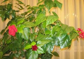 Kineska ruža (Hibiscus) nije cvatu, ili dati samo nekoliko pupova. Kao što smo joj pomoći!