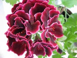 Royal Pelargonium: pravila o uzgoju i njezi