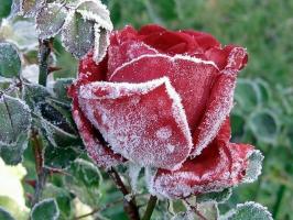 Pripremite ruže za zimu: kako ćudi što, a što sakriti, kako smanjiti. Kako boje utječu na mraz