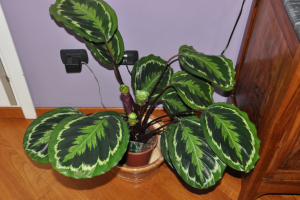 Calathea - ukrasna biljka. Care, fotografije