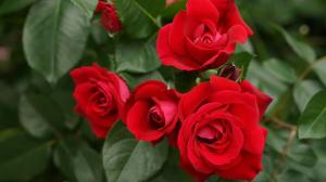 Gnojenje i navodnjavanje ruža na dugoj cvatnje