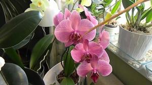 Vlage u kultiviranju orhideja