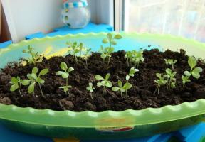 Uzgoj sadnica asters: unaprijed briga za lijepim gredica