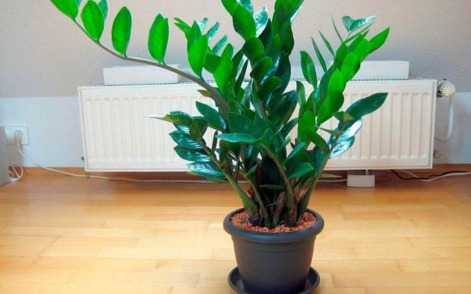 Usput. Zamioculcas - sočno. Stoga houseplant rijetko treba zalijevati, i nema potrebe za prskanje na sve. Pa, samo ako doista želite