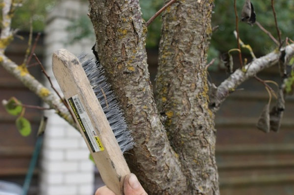 Iron četka će vam pomoći pripremiti drvo | Vrtlarstvo & Hortikultura