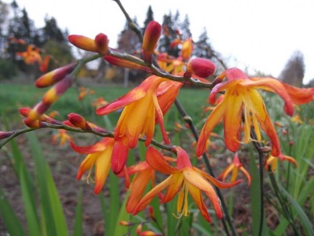 Ponekad ova biljka se zove „japanski gladiola”. Foto: sornyakov.net