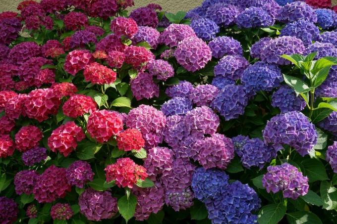 Svaki vrtlar može promijeniti boju hortenzije bez „boje”, iskorištavanjem prirodnih svojstava grma