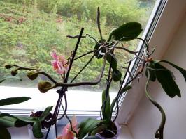 „Procvjetao sam procvjetala, i odjednom je nestao.” Zašto phalaenopsis umire u kući?