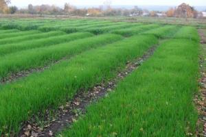 Raž-zeleni gnoj: sadnja u jesen će povećati plodnost i žetvu povrća zbog organski