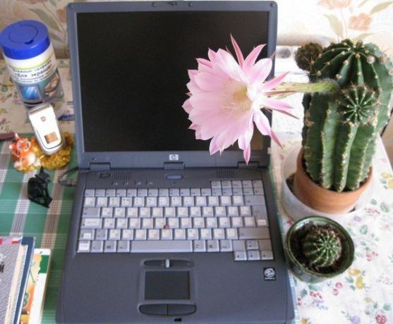 Kaktus na računalu. Fotografija s interneta