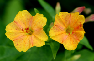 5 neobičnih i izdržljiv cvijeće. Izbor za vaš vrt
