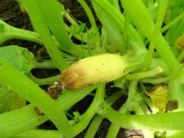 Jajnika tikvice žute, trulež i otpasti: ⚡ što učiniti da spasi žetvu u vrtu