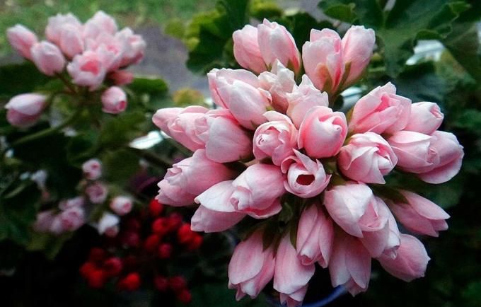 Osjetljivo buket tulipana geranija