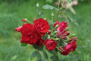 Kanadski Rose Garden dobro za ruski (osobito u hladnim područjima)