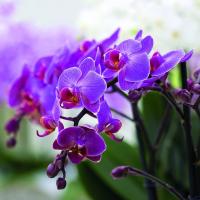 Ono što je zajedničko u phalaenopsis orhideje i The Decemberists?