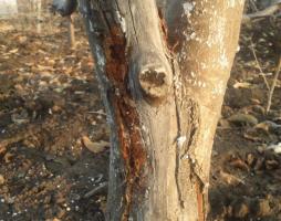 Listopad: 4 tajne zataškavanja jesen stabala za zdravlje i visoku produktivnost