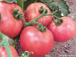 Najbolji gnojivo za rajčice