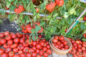 Donje lišće, to je veći prinos rajčice (poseban način gnojenje i navodnjavanje)