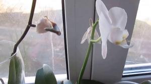 Razlozi pada pupoljci u orhideje