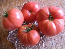 6 nezahtjevna nedovoljne rajčica uzgoj sibirskog