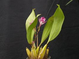 Mirisna Orhideja bifrenariya - usuditi podići ljepotu? suptilnosti uzgoja
