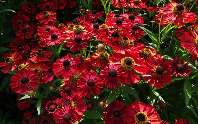 sorte helenium