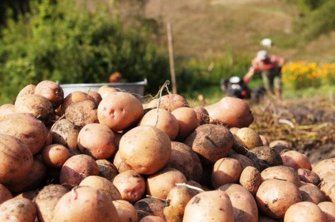 Kopam krumpir obično lopata, iako agronomi savjetuju pomoću vilice