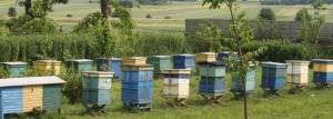 Kako organizirati mini-farme pčela