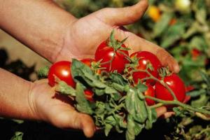 6 tajni: rajčica su ukusni, sočne i velike