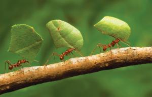 Mank protiv mrava - jeftin, ali učinkovit