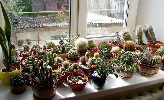 Zbirka kaktusa na južnoj prozoru
