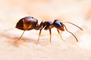Od mrava dostaviti griz samo dodatni sastojak