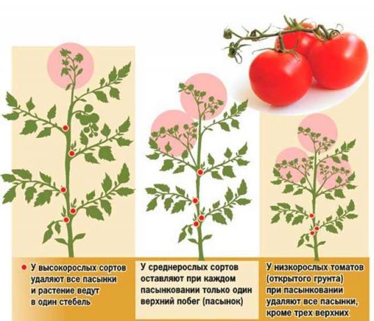 Pasynkovanie rajčice ima nekoliko programa | Izvor foto my-fasenda.ru