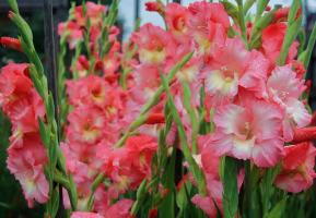 Lijepa gladiola pasti: kako se hraniti u ljeto