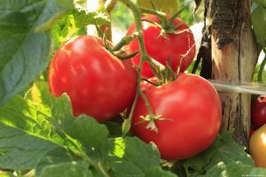 Ubrzava zrenja rajčice i povećati njihovu žetvu 2 puta