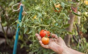Zašto rajčice procvjetao obilato, te je narasla malo voća.