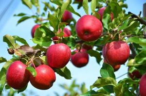 Što ako je jabuka i šljiva nije uroditi plodom?