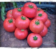 5 vrsta velikih i mesnatih rajčica